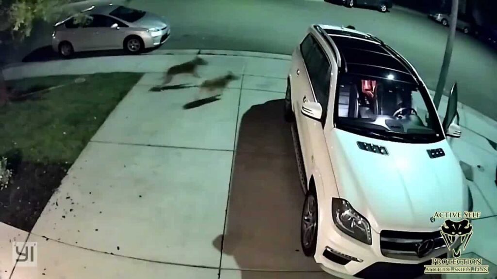 Defender Covers His ASP Against Attacking Dogs