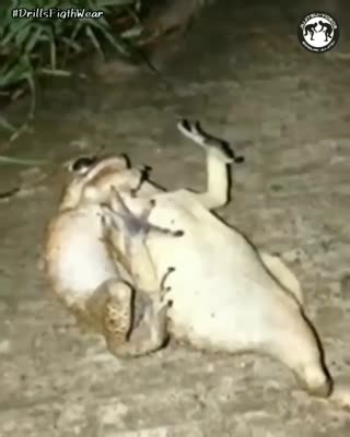 Frog-Jitsu!
 Repost jiujitsu_videos