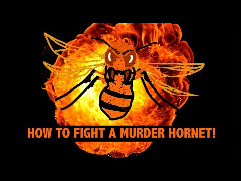 How to Fight a Murder Hornet | Master Ken