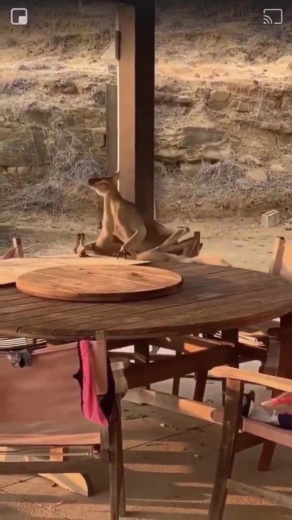 Kangaroos one on one