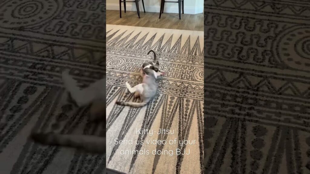 Kitty-Jitsu! Send us your videos