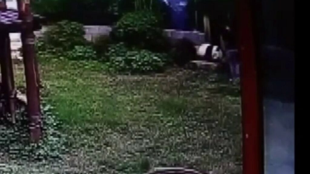 MAN vs. PANDA (Gracie Breakdown)