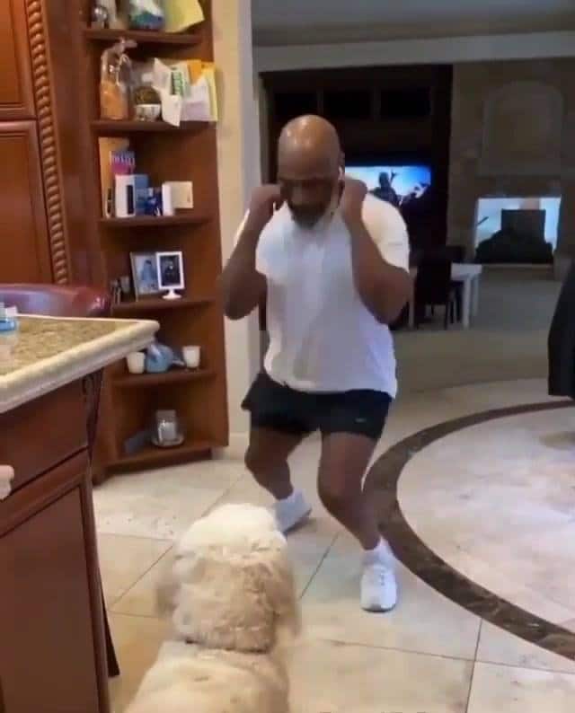 Mike Tyson’s dog bearing the brunt of self isolation