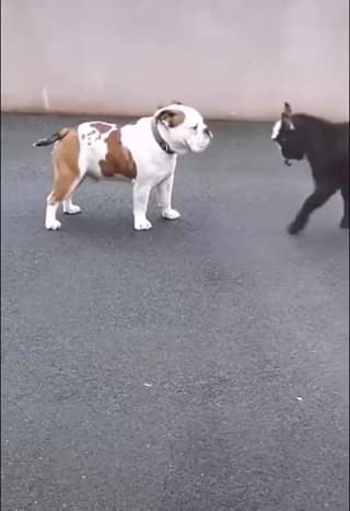 Trying to hit the wrestler with the takedown you just learned