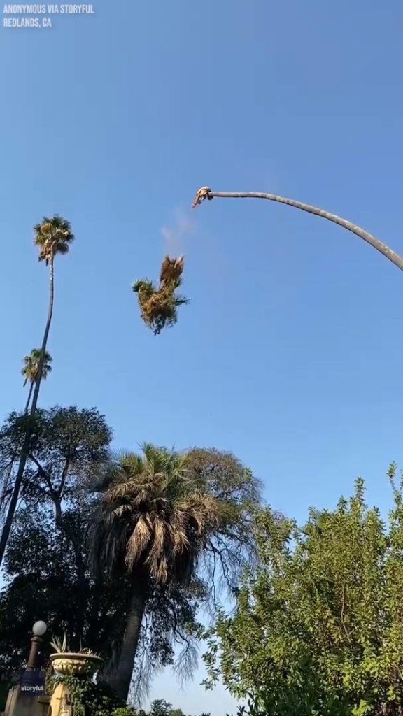 Wild ride: Man cutting palm tree ends up swinging precariously in the air