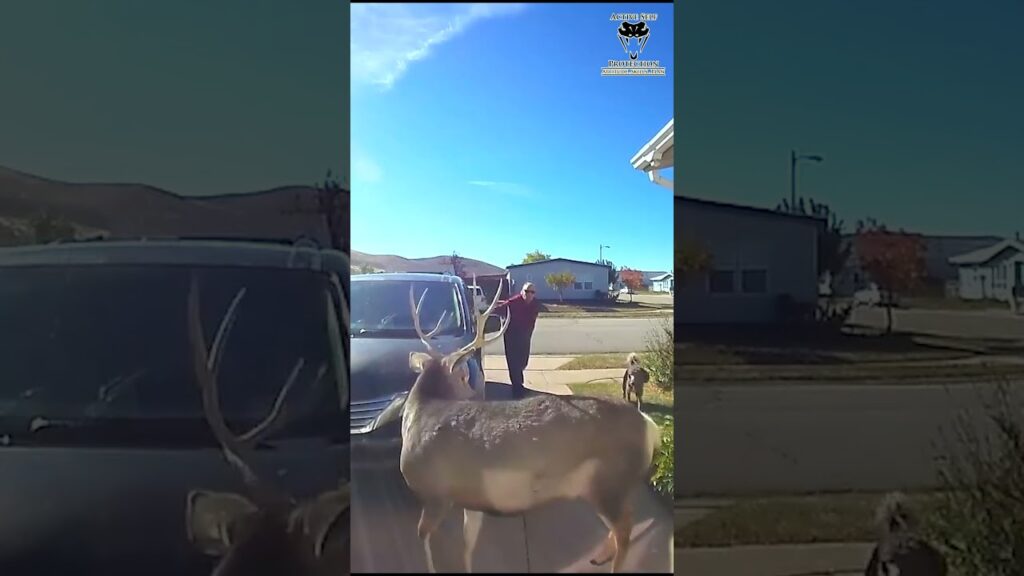 Woman Regrets Defending Her Dog From Deer Attack #shorts